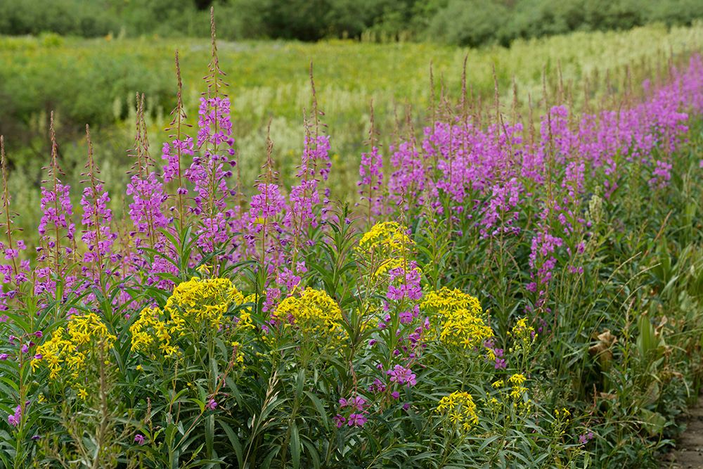 USA-Colorado-Gunnison National Forest Springtime meadow with wildflowers art print by Jaynes Gallery for $57.95 CAD