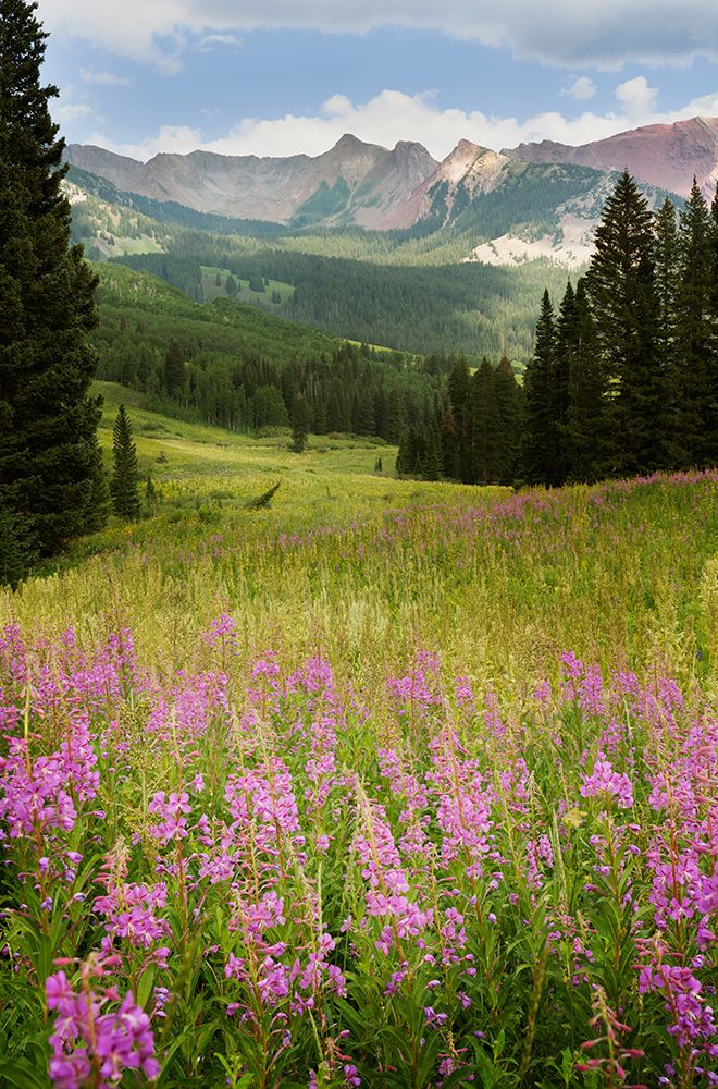 USA-Colorado-Gunnison National Forest Fireweeds in mountain meadow art print by Jaynes Gallery for $57.95 CAD