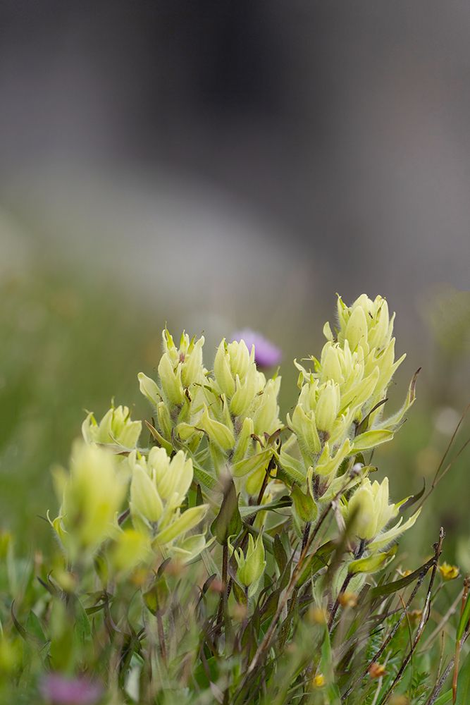 USA-Colorado-Gunnison National Forest Yellow paintbrush flowers close-up art print by Jaynes Gallery for $57.95 CAD