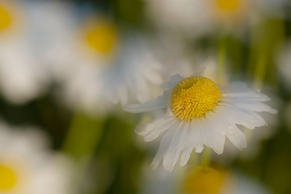 USA-Colorado-Gunnison National Forest Wild chamomile flower abstract art print by Jaynes Gallery for $57.95 CAD