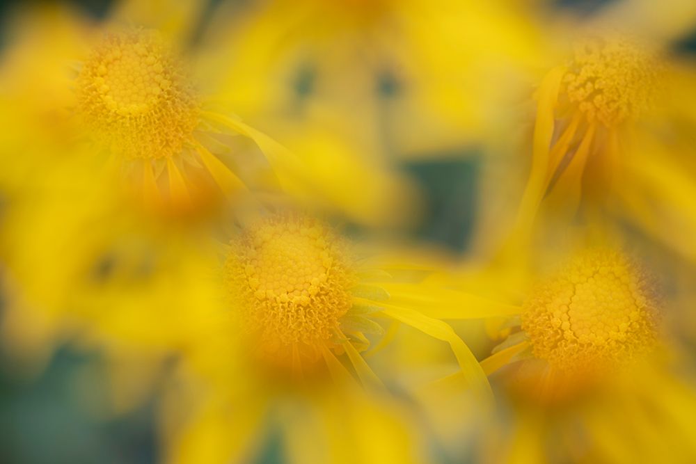 USA-Colorado-San Juan Mountains Sneezeweed abstract art print by Jaynes Gallery for $57.95 CAD