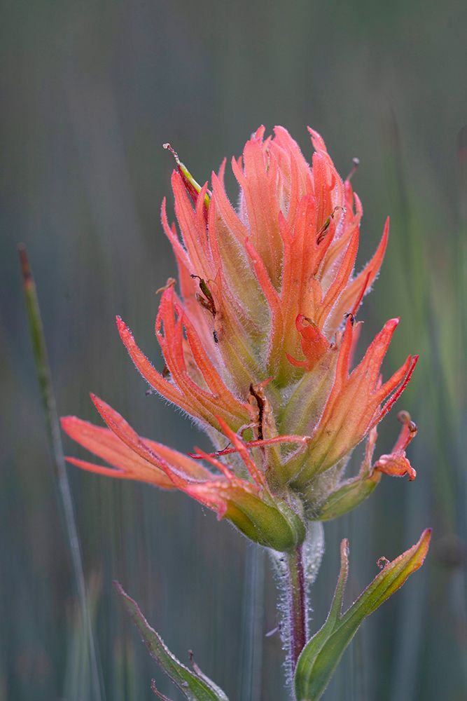 USA-Colorado-Uncompahgre National Forest Indian paintbrush flower close-up art print by Jaynes Gallery for $57.95 CAD