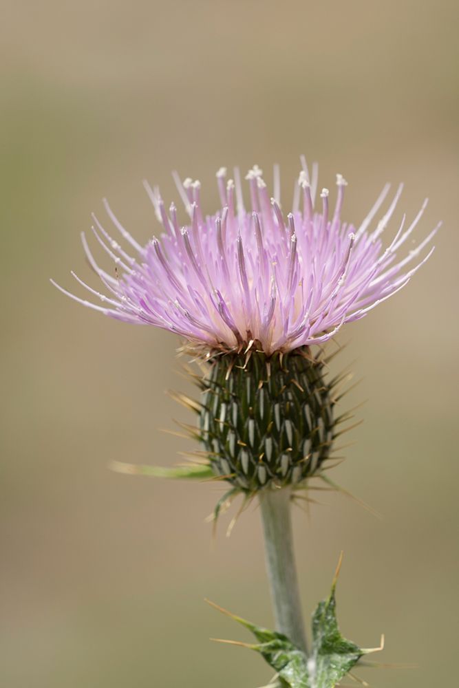 USA-Colorado-San Juan Mountains Thistle flower close-up art print by Jaynes Gallery for $57.95 CAD