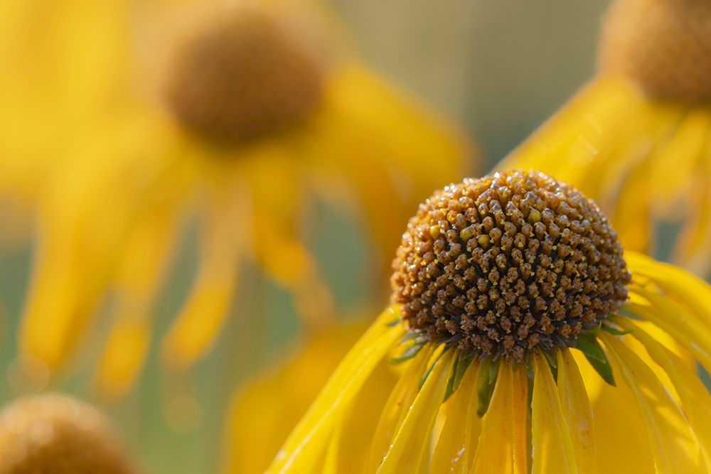 USA-Colorado-Gunnison National Forest Orange sneezeweed flowers close-up art print by Jaynes Gallery for $57.95 CAD