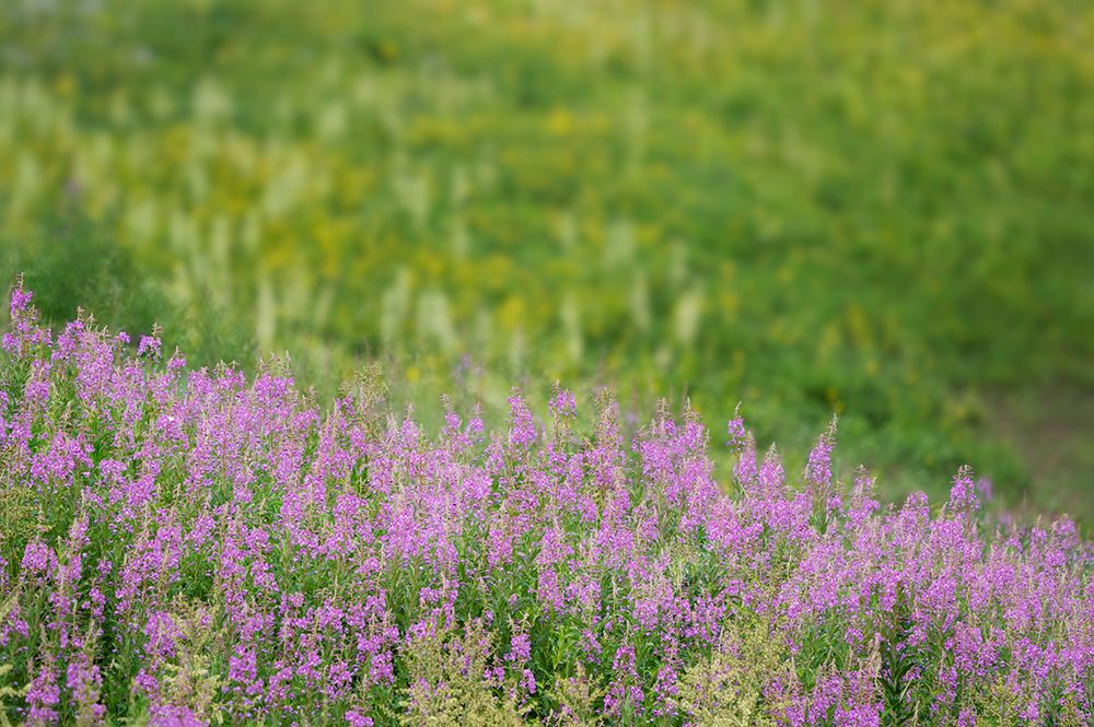 USA-Colorado-Gunnison National Forest Fireweeds in mountain meadow art print by Jaynes Gallery for $57.95 CAD
