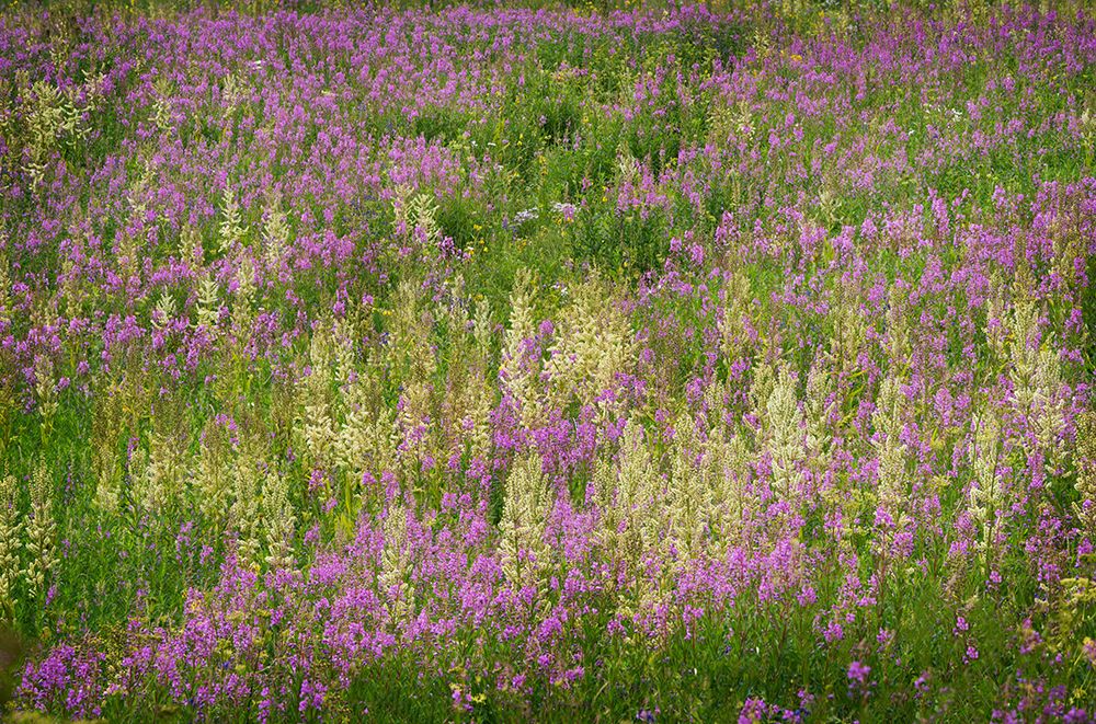 USA-Colorado-Gunnison National Forest Fireweeds in mountain meadow art print by Jaynes Gallery for $57.95 CAD