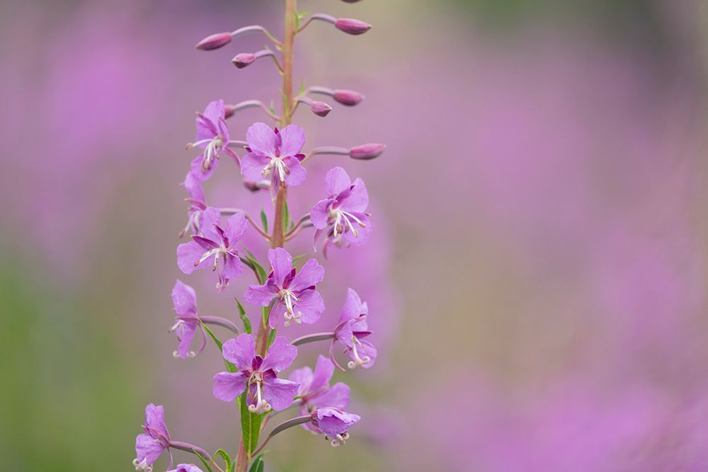 USA-Colorado-Gunnison National Forest Fireweed flowers close-up art print by Jaynes Gallery for $57.95 CAD