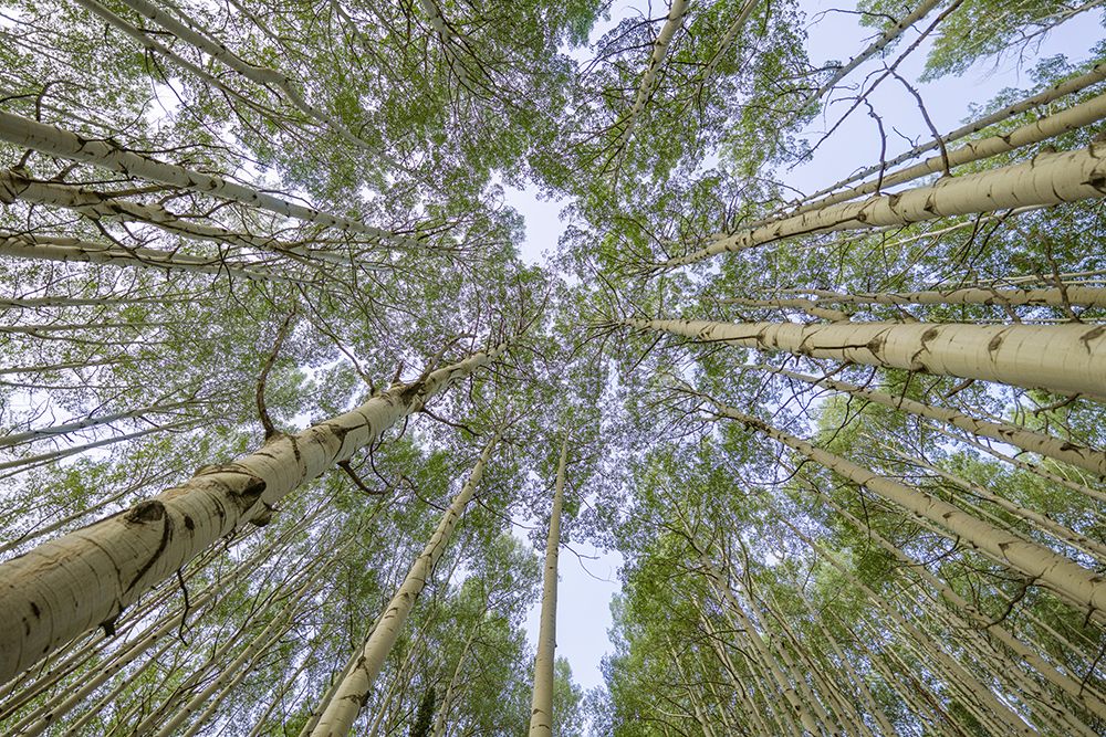 USA-Colorado-Gunnison National Forest Looking up at aspen trees art print by Jaynes Gallery for $57.95 CAD