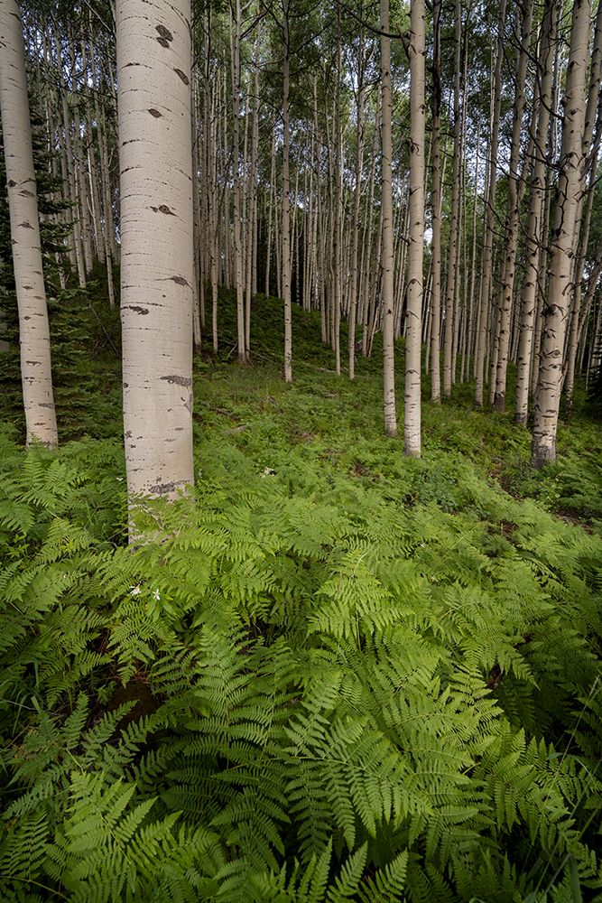 USA-Colorado-Gunnison National Forest Aspen trees and western bracken ferns in forest art print by Jaynes Gallery for $57.95 CAD