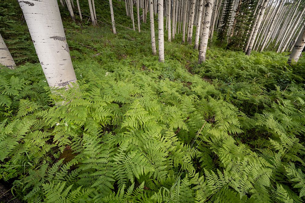 USA-Colorado-Gunnison National Forest Aspen trees and western bracken ferns in forest art print by Jaynes Gallery for $57.95 CAD