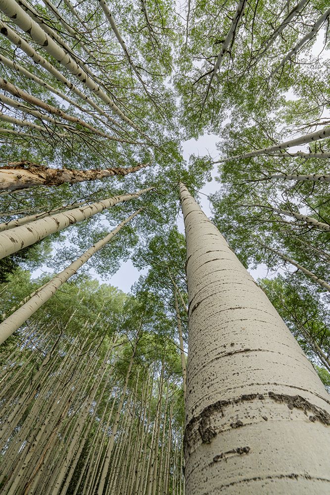 USA-Colorado-Gunnison National Forest Looking up at aspen trees art print by Jaynes Gallery for $57.95 CAD