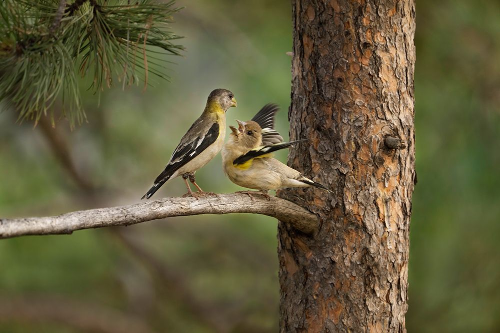 USA-Colorado-Woodland Park Evening grosbeak female feeding fledgling while perched in pine tree art print by Jaynes Gallery for $57.95 CAD