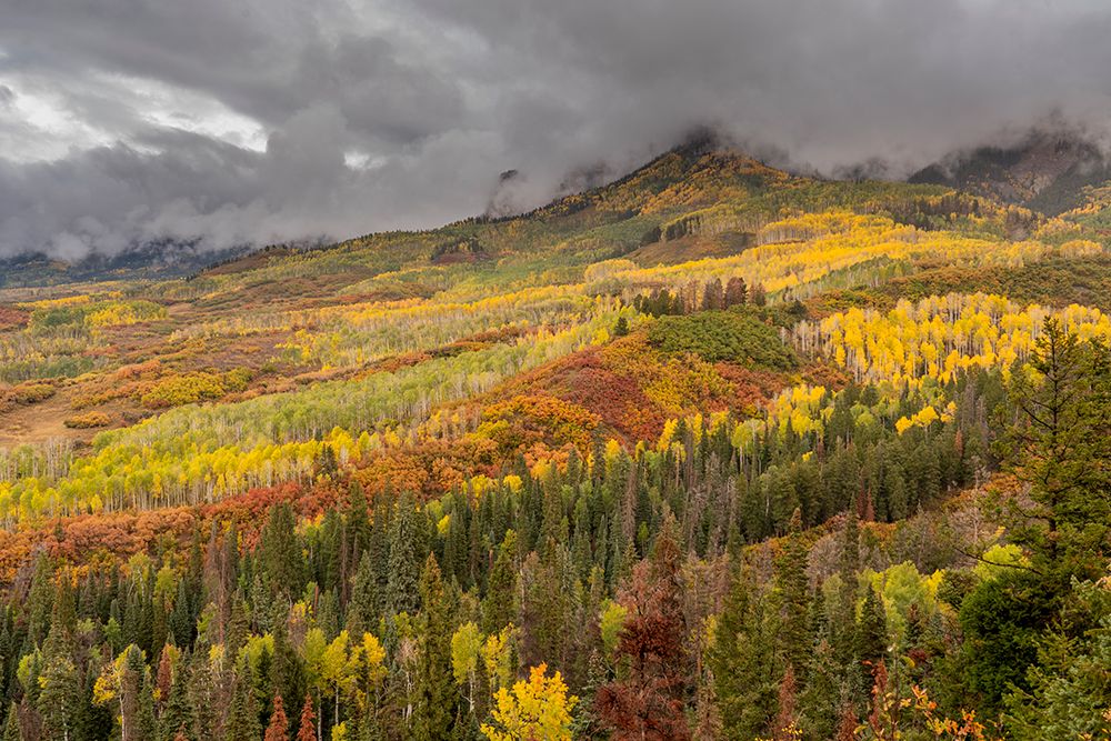 USA-Colorado-Uncompahgre National Forest Autumn-colored forest and rain clouds art print by Jaynes Gallery for $57.95 CAD