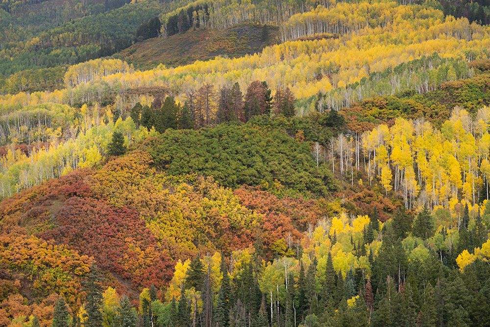 USA-Colorado-Uncompahgre National Forest Autumn-colored forest art print by Jaynes Gallery for $57.95 CAD