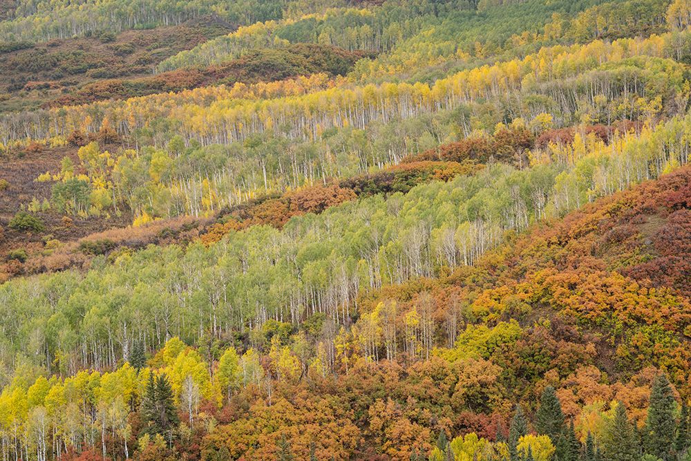 USA-Colorado-Uncompahgre National Forest Autumn-colored forest art print by Jaynes Gallery for $57.95 CAD