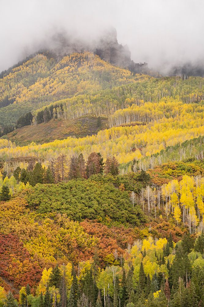 USA-Colorado-Uncompahgre National Forest Cloud and autumn-colored forest art print by Jaynes Gallery for $57.95 CAD