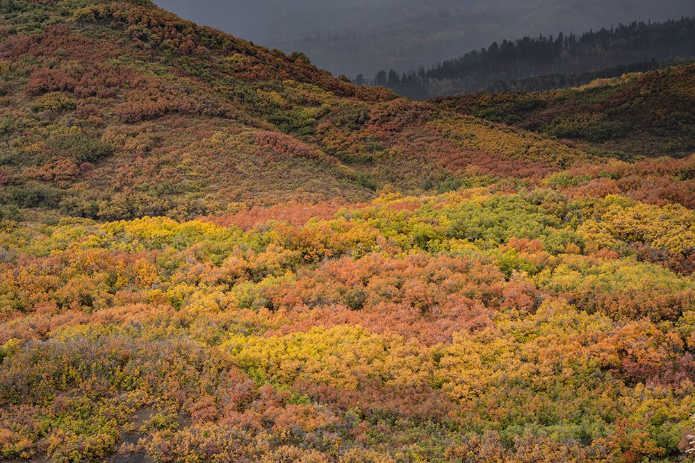 USA-Colorado-Uncompahgre National Forest Autumn-colored forest art print by Jaynes Gallery for $57.95 CAD