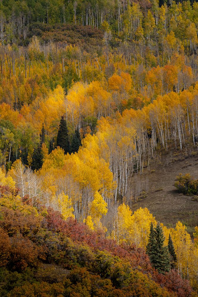 USA-Colorado-Uncompahgre National Forest Autumn-colored forest art print by Jaynes Gallery for $57.95 CAD