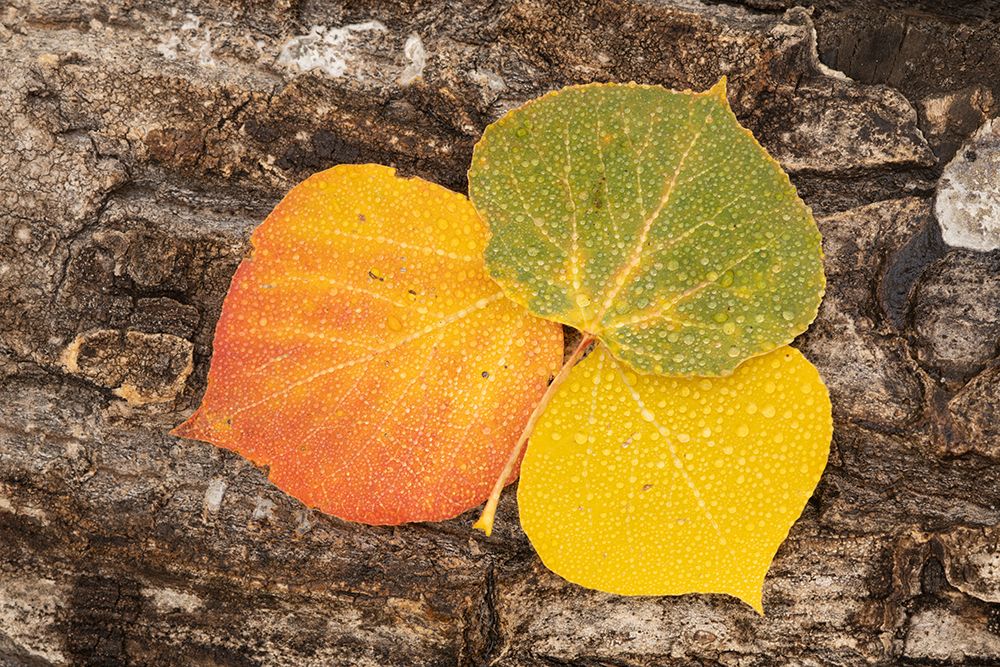 USA-Colorado-Uncompahgre National Forest Wet aspen leaves on log art print by Jaynes Gallery for $57.95 CAD