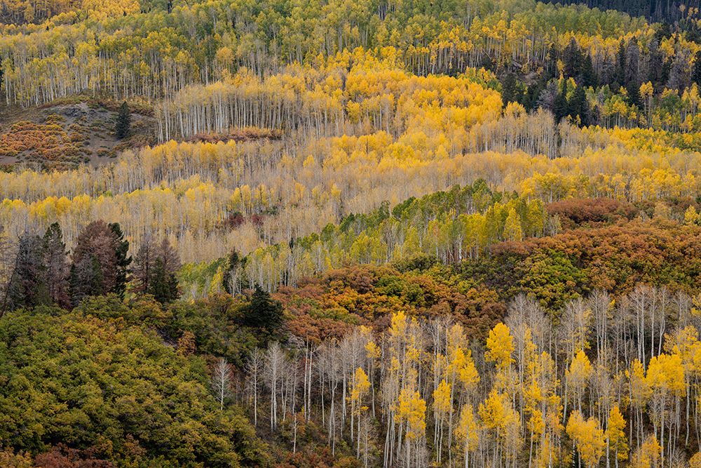 USA-Colorado-Uncompahgre National Forest Autumn-colored forest art print by Jaynes Gallery for $57.95 CAD