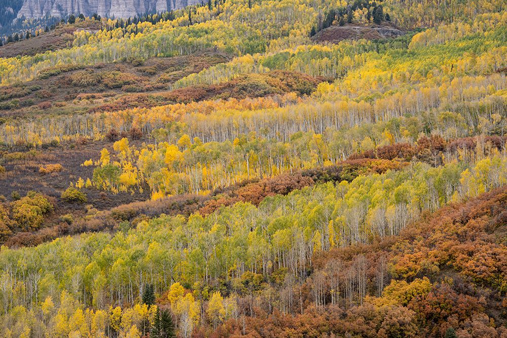 USA-Colorado-Uncompahgre National Forest Autumn-colored forest art print by Jaynes Gallery for $57.95 CAD