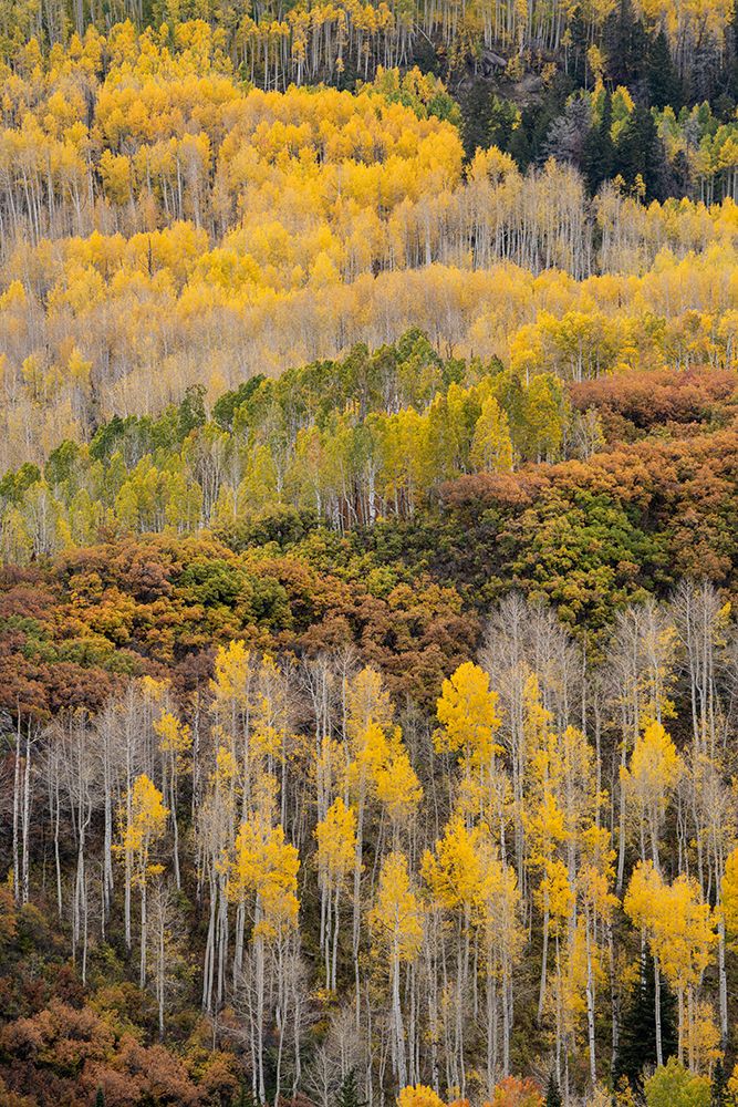 USA-Colorado-Uncompahgre National Forest Autumn-colored forest art print by Jaynes Gallery for $57.95 CAD