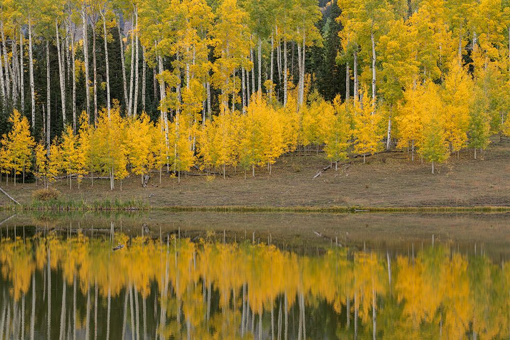 USA-Colorado-Uncompahgre National Forest Autumn-colored aspens reflect in lake art print by Jaynes Gallery for $57.95 CAD