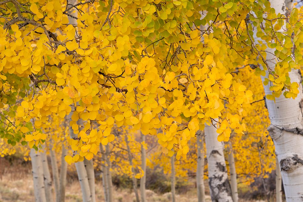 USA-Colorado-Uncompahgre National Forest Close-up of aspen leaves in autumn art print by Jaynes Gallery for $57.95 CAD