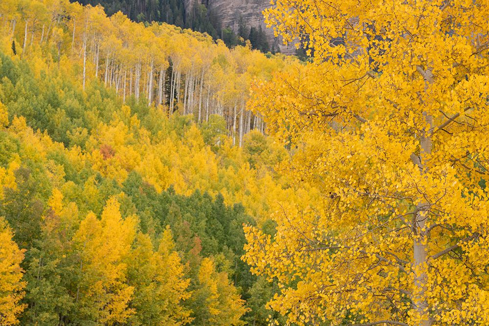 USA-Colorado-Uncompahgre National Forest Autumn-colored forest art print by Jaynes Gallery for $57.95 CAD