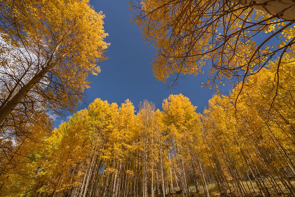 USA-Colorado-Uncompahgre National Forest Aspen tree grove in fall color art print by Jaynes Gallery for $57.95 CAD