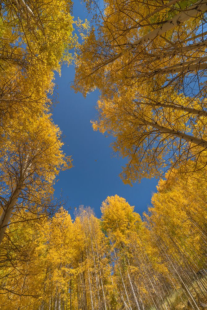 USA-Colorado-Uncompahgre National Forest Aspen tree grove in fall color art print by Jaynes Gallery for $57.95 CAD