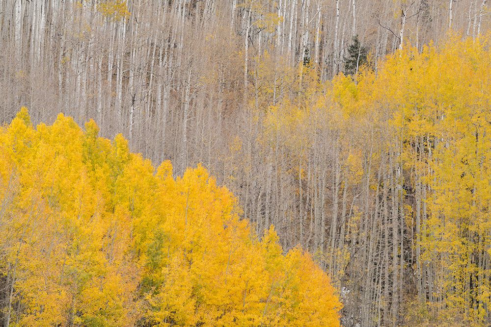 USA-Colorado-Uncompahgre National Forest Autumn-colored aspens art print by Jaynes Gallery for $57.95 CAD