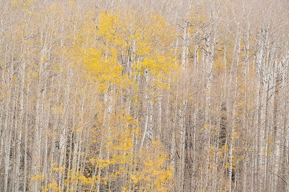USA-Colorado-Uncompahgre National Forest Autumn-colored aspens art print by Jaynes Gallery for $57.95 CAD