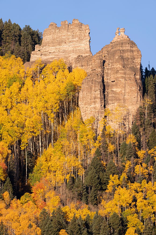 USA-Colorado-Uncompahgre National Forest Pinnacle Ridge towers over aspens in autumn art print by Jaynes Gallery for $57.95 CAD