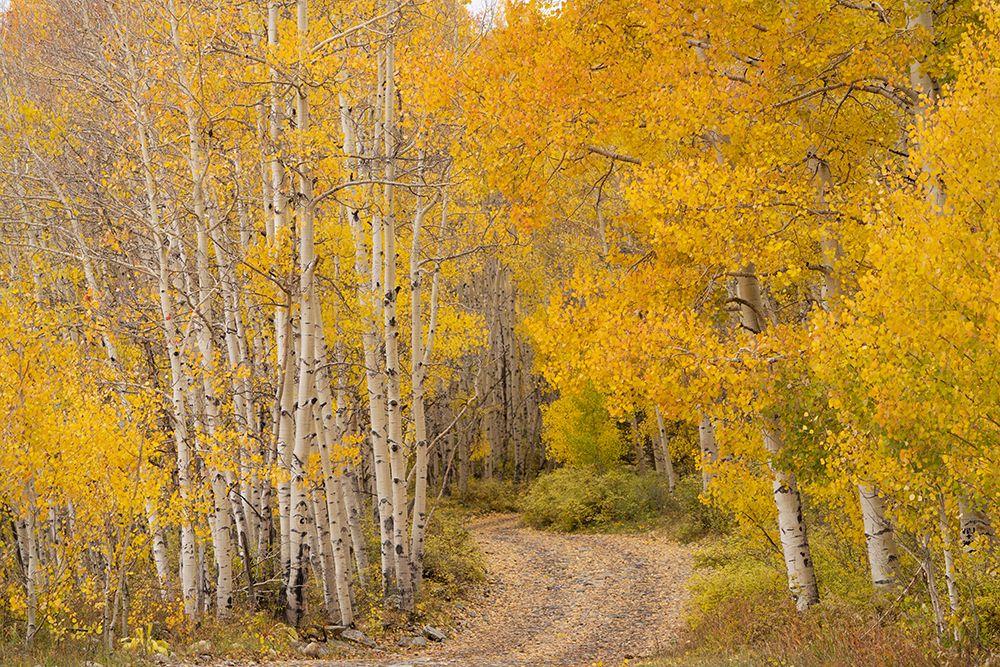 USA-Colorado-Uncompahgre National Forest Road through aspen forest in autumn art print by Jaynes Gallery for $57.95 CAD