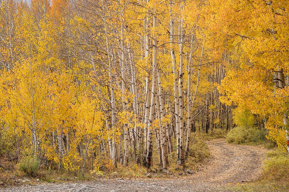 USA-Colorado-Uncompahgre National Forest Road through aspen forest in autumn art print by Jaynes Gallery for $57.95 CAD