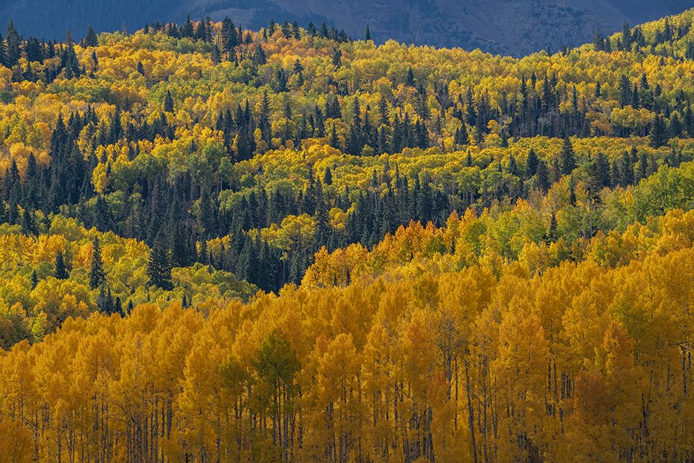 USA-Colorado-Uncompahgre National Forest Autumn-colored forest art print by Jaynes Gallery for $57.95 CAD