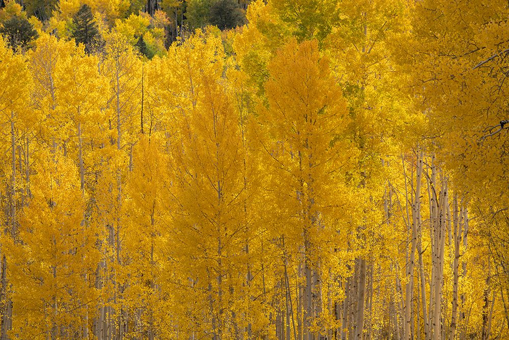 USA-Colorado-Uncompahgre National Forest Autumn-colored forest art print by Jaynes Gallery for $57.95 CAD