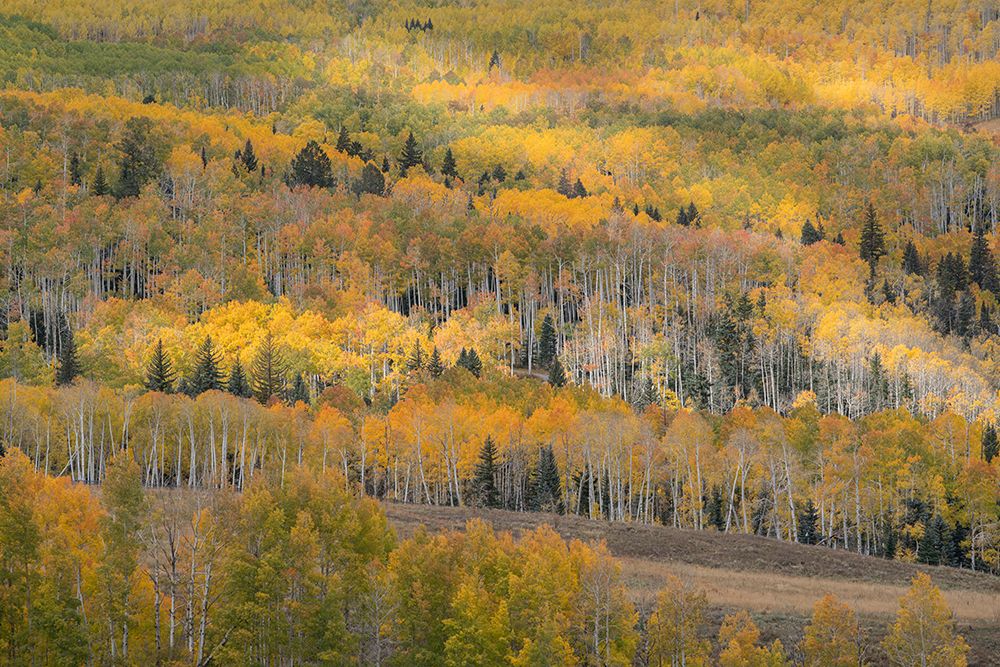 USA-Colorado-Uncompahgre National Forest Autumn-colored forest art print by Jaynes Gallery for $57.95 CAD