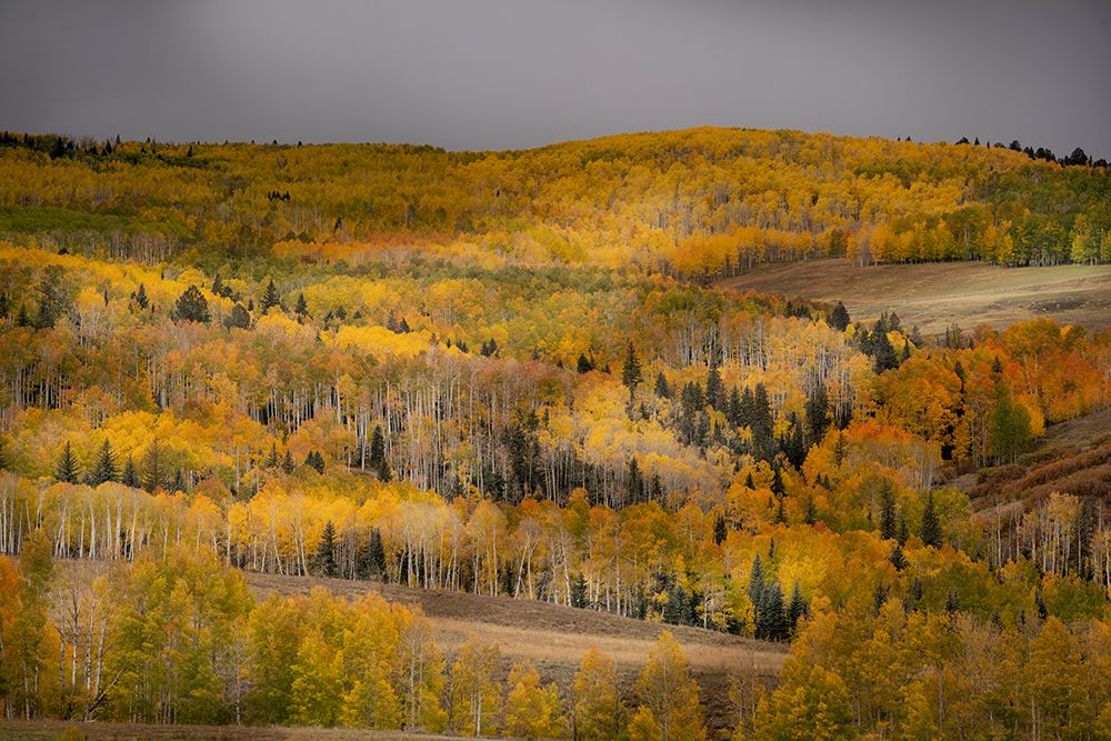 USA-Colorado-Uncompahgre National Forest Autumn-colored forest art print by Jaynes Gallery for $57.95 CAD
