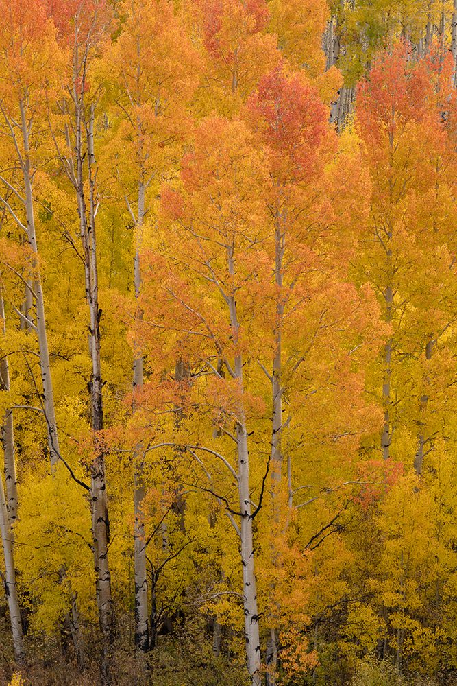 USA-Colorado-Uncompahgre National Forest Golden forest of aspens on mountain art print by Jaynes Gallery for $57.95 CAD