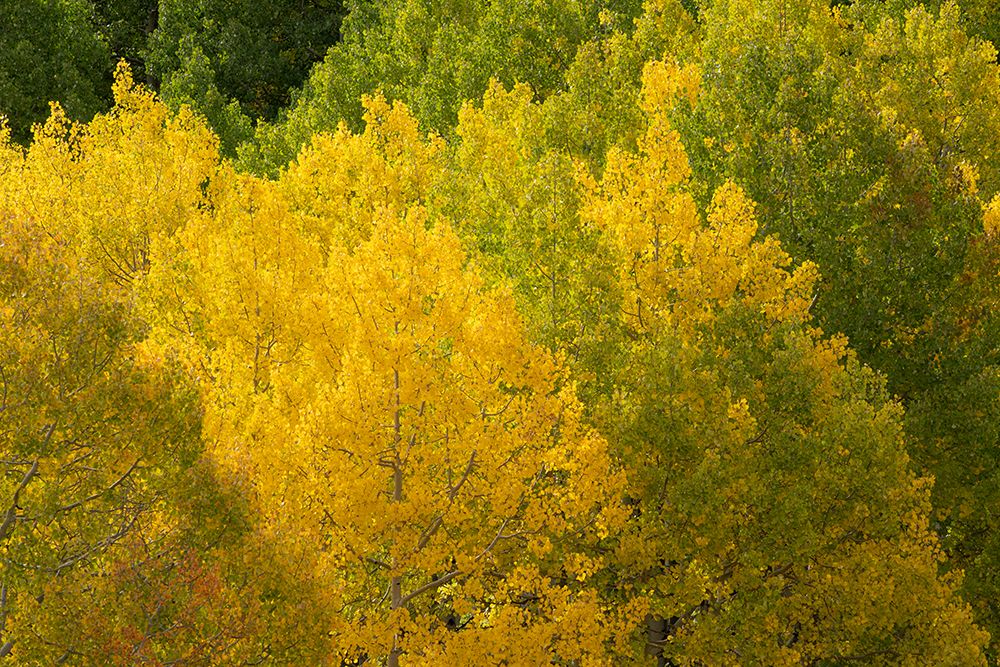 USA-Colorado-Uncompahgre National Forest Autumn-colored forest art print by Jaynes Gallery for $57.95 CAD