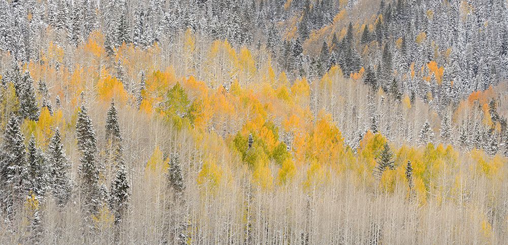 USA-Colorado-Uncompahgre National Forest Panoramic of fresh snow and autumn colors on forest art print by Jaynes Gallery for $57.95 CAD