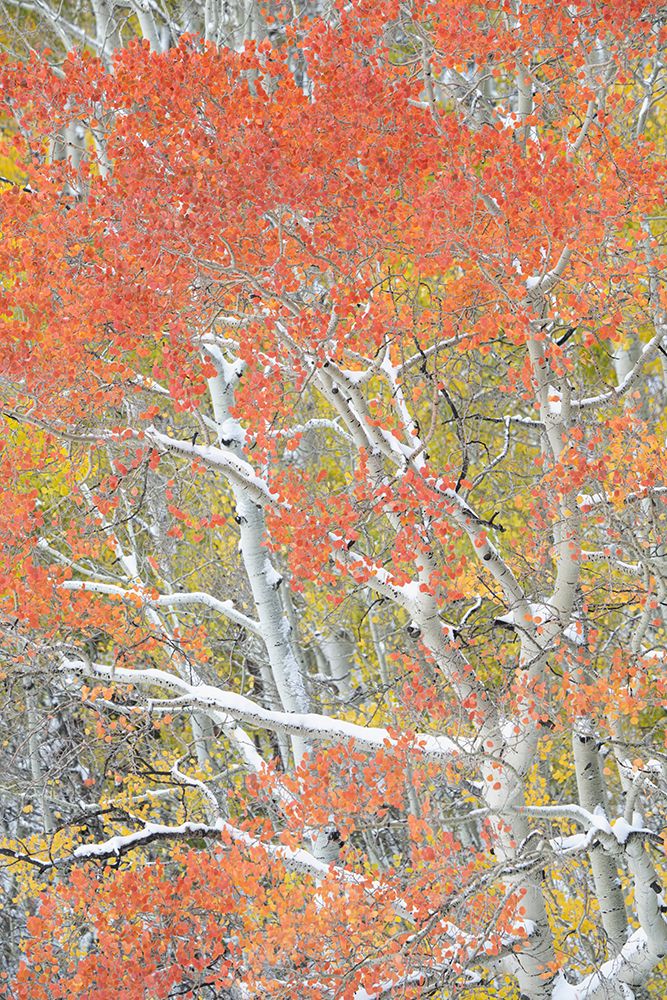 USA-Colorado-Uncompahgre National Forest Autumn snow on aspen trees art print by Jaynes Gallery for $57.95 CAD