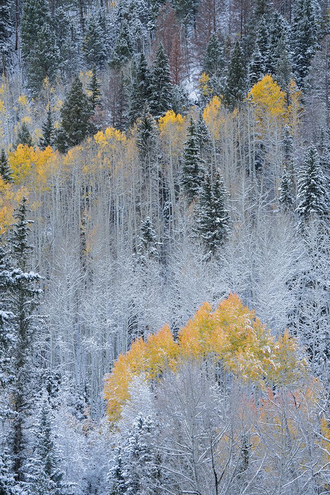 USA-Colorado-Uncompahgre National Forest Fresh autumn snow on aspens and evergreens art print by Jaynes Gallery for $57.95 CAD