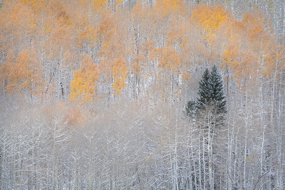 USA-Colorado-Uncompahgre National Forest Fresh autumn snow on aspens and evergreen art print by Jaynes Gallery for $57.95 CAD