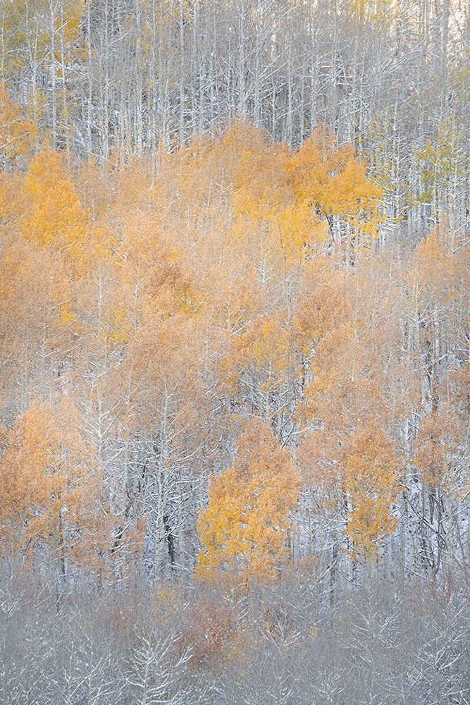 USA-Colorado-Uncompahgre National Forest Fresh autumn snow on aspens art print by Jaynes Gallery for $57.95 CAD
