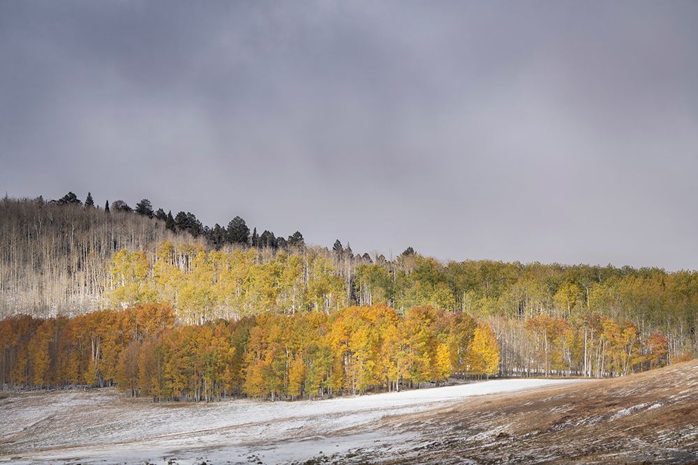 USA-Colorado-Uncompahgre National Forest Aspen forest in late autumn art print by Jaynes Gallery for $57.95 CAD