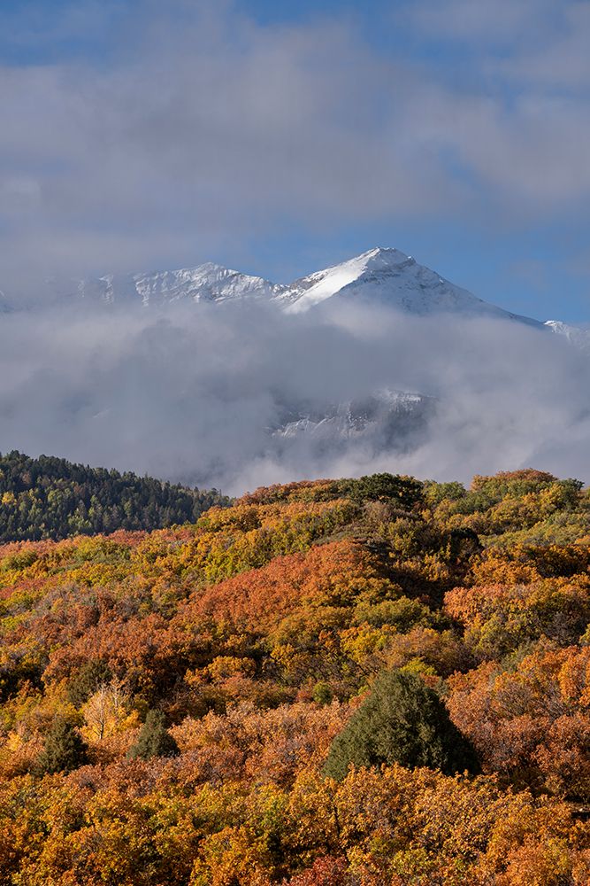 USA-Colorado-Uncompahgre National Forest Autumn forest and Sneffels Range art print by Jaynes Gallery for $57.95 CAD