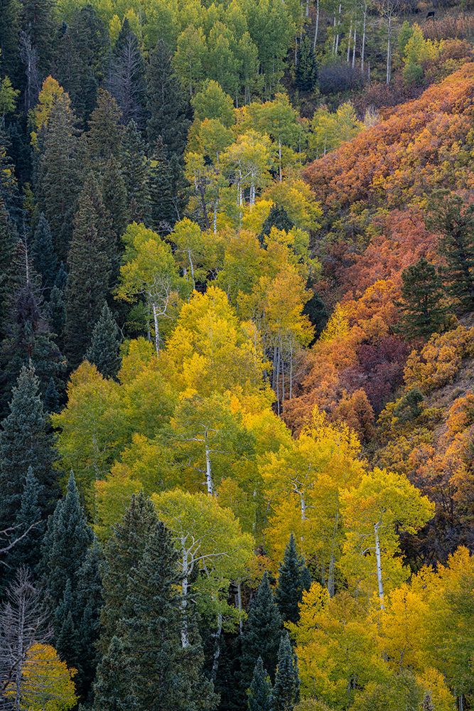 USA-Colorado-Uncompahgre National Forest Overview of aspen and Gambels oak trees in ravine art print by Jaynes Gallery for $57.95 CAD